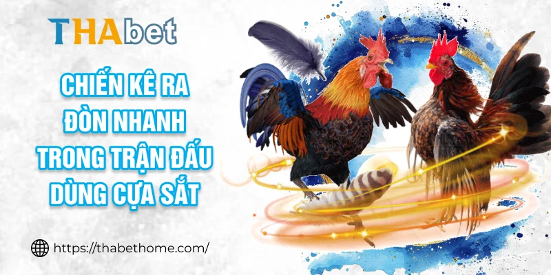 Chiến kê ra đòn nhanh trong trận đấu dùng cựa sắt